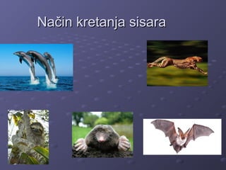 Način kretanja sisaraNačin kretanja sisara
 