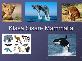 Klasa Sisari- MammaliaKlasa Sisari- Mammalia
 