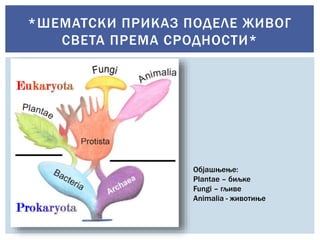 *ШЕМАТСКИ ПРИКАЗ ПОДЕЛЕ ЖИВОГ
СВЕТА ПРЕМА СРОДНОСТИ*
Објашњење:
Plantae – биљке
Fungi – гљиве
Animalia - животиње
 