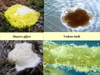 Sluzave gljive Vodene buđi
 