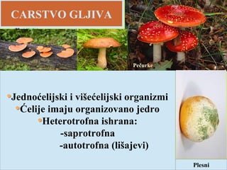 CARSTVO GLJIVA
Jednoćelijski i višećelijski organizmi
Ćelije imaju organizovano jedro
Heterotrofna ishrana:
-saprotrofna
-autotrofna (lišajevi)
Pečurke
Plesni
 