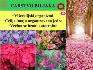 CARSTVO BILJAKA
Višećelijski organizmi
Ćelije imaju organizovano jedro
Većina se hrani autotrofno
 
