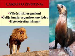CARSTVO ŽIVOTINJA
Višećelijski organizmi
Ćelije imaju organizovano jedro
Heterotrofna ishrana
 