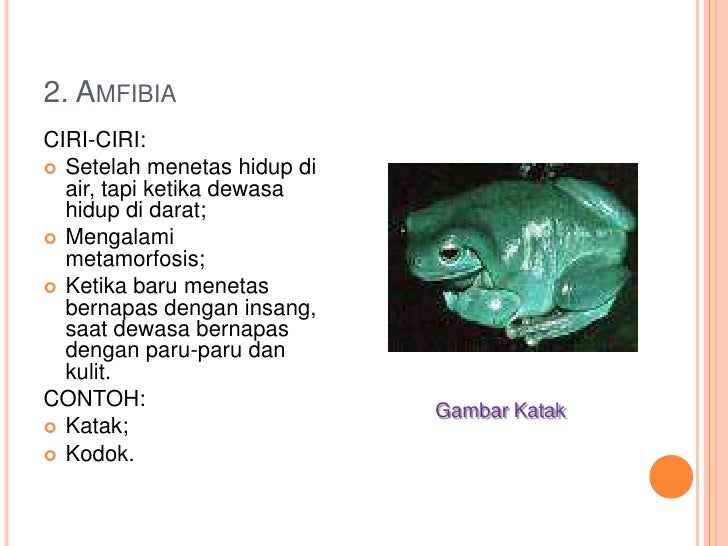 Classification of Organism Pengelompokan Mahluk Hidup 