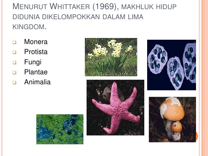 Classification of Organism (Pengelompokan Mahluk Hidup)