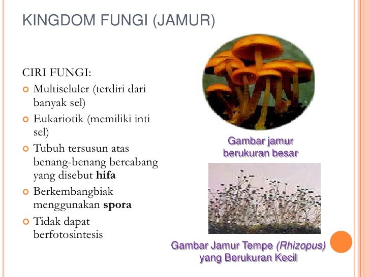 Classification of Organism (Pengelompokan Mahluk Hidup) Classification of Organism (Pengelompokan Mahluk Hidup)