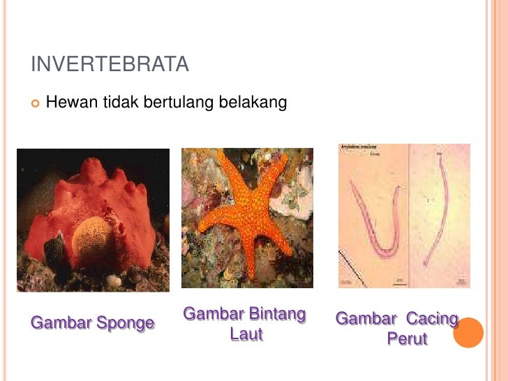 Classification of Organism (Pengelompokan Mahluk Hidup)