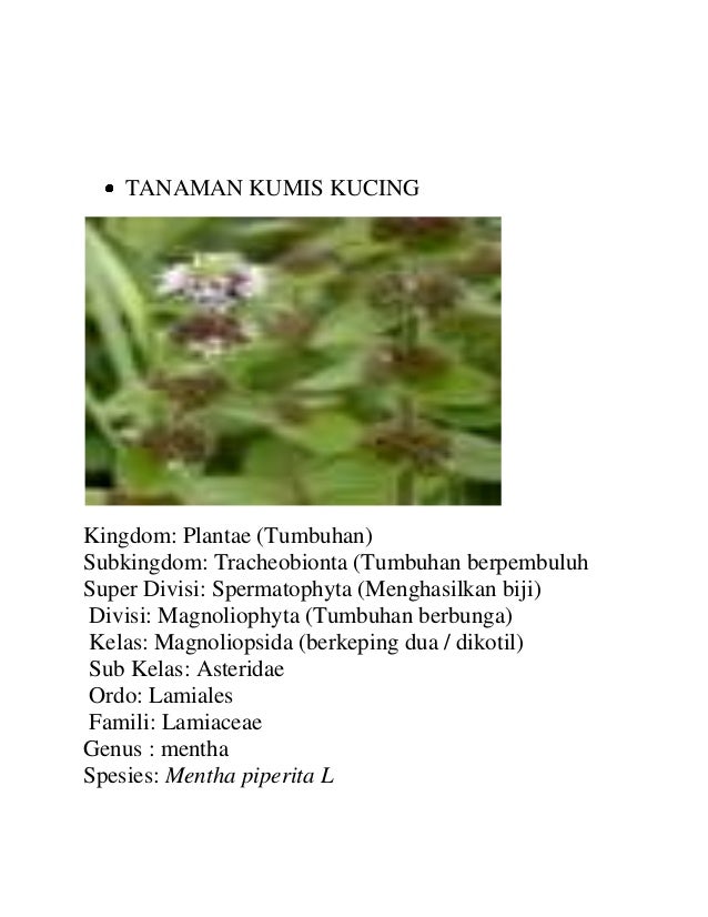 Morfologi Kumis Kucing - Tumbuh Tumbuhan