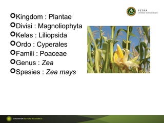 Kingdom : Plantae
Divisi : Magnoliophyta
Kelas : Liliopsida
Ordo : Cyperales
Famili : Poaceae
Genus : Zea
Spesies : Zea mays
 