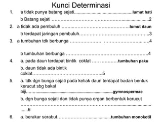 Kunci Determinasi
1. a tidak punya batang sejati...............................................lumut hati
b Batang sejati ………………………. ………………......................2
2. a tidak ada pembuluh ……..………………………………..lumut daun
b terdapat jaringan pembuluh………………………………………..3
3. a tumbuhan tdk berbunga ………………… ……………………...….4
b tumbuhan berbunga ……………………………………………….4
4. a. pada daun terdapat bintik coklat ….. …………tumbuhan paku
b. daun tidak ada bintik
coklat………………………………………..5
5. a. tdk dgn bunga sejati pada ketiak daun terdapat badan bentuk
kerucut sbg bakal
biji………..................................................................gymnospermae
b. dgn bunga sejati dan tidak punya organ berbentuk kerucut
……………………………………………………….............................
......6
6. a. berakar serabut…………………..................tumbuhan monokotil
 