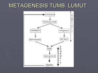 METAGENESIS TUMB. LUMUT

 