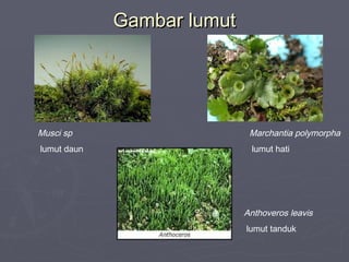Gambar lumut

Musci sp

Marchantia polymorpha

lumut daun

lumut hati

Anthoveros leavis
lumut tanduk

 