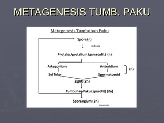 METAGENESIS TUMB. PAKU

 