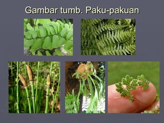 Gambar tumb. Paku-pakuan

 