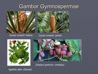 Gambar Gymnospermae

Cycas rumphii betina

Cycas rumphii jantan

Gnetum gnemon (melinjo)
Agathis alba (Damar)

 
