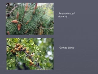 Pinus merkusii
(tusam)

Ginkgo biloba

 