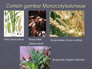 Contoh gambar Monocotyledoneae

Padi (Oryza sativa)

Bunga salak

Bunga kelapa (Cocos nucifera)

(Zalaca eduis)

Bunga jahe (Zingiber officinale)

 