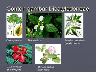 Contoh gambar Dicotyledoneae

Carica papaya

Delonix regia
(Flamboyan)

Musaenda sp

Mimosa pudica
(putri malu)

Manihot esculenta
(Ketela pohon)

 