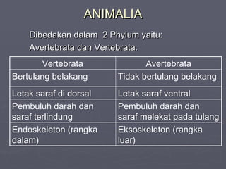ANIMALIA
Dibedakan dalam 2 Phylum yaitu:
Avertebrata dan Vertebrata.
Vertebrata
Bertulang belakang

Avertebrata
Tidak bertulang belakang

Letak saraf di dorsal
Pembuluh darah dan
saraf terlindung
Endoskeleton (rangka
dalam)

Letak saraf ventral
Pembuluh darah dan
saraf melekat pada tulang
Eksoskeleton (rangka
luar)

 