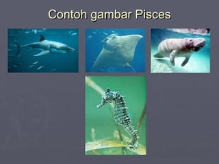 Contoh gambar Pisces

 