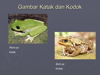 Gambar Katak dan Kodok

Rana sp
Katak

Bufo sp
Kodok

 