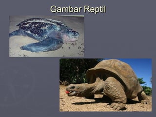 Gambar Reptil

 