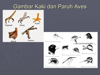 Gambar Kaki dan Paruh Aves

 