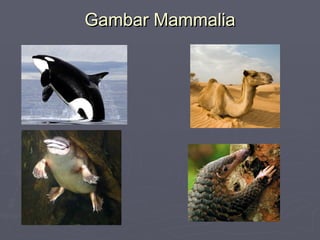 Gambar Mammalia

 