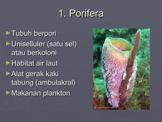 1. Porifera
► Tubuh berpori
► Uniselluler (satu sel)

atau berkoloni
► Habitat air laut
► Alat gerak kaki
tabung (ambulakral)
► Makanan plankton

 