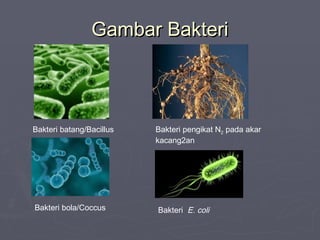 Gambar Bakteri

Bakteri batang/Bacillus

Bakteri bola/Coccus

Bakteri pengikat N2 pada akar
kacang2an

Bakteri E. coli

 