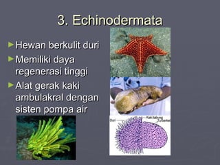 3. Echinodermata
► Hewan berkulit duri
► Memiliki daya

regenerasi tinggi
► Alat gerak kaki
ambulakral dengan
sisten pompa air

 