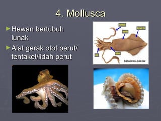 4. Mollusca
► Hewan bertubuh

lunak
► Alat gerak otot perut/
tentakel/lidah perut

 