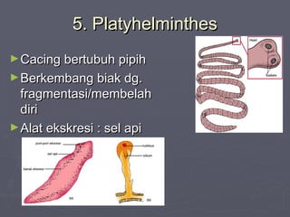5. Platyhelminthes
► Cacing bertubuh pipih
► Berkembang biak dg.

fragmentasi/membelah
diri
► Alat ekskresi : sel api

 