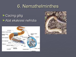 6. Nemathelminthes
► Cacing gilig
► Alat ekskresi nefridia

 