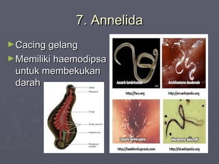 7. Annelida
► Cacing gelang
► Memiliki haemodipsa

untuk membekukan
darah

 