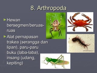 8. Arthropoda
► Hewan

bersegmen/beruasruas
► Alat pernapasan
trakea (serangga dan
lipan), paru-paru
buku (laba-laba),
insang (udang,
kepiting)

 