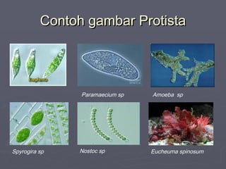 Contoh gambar Protista

Paramaecium sp

Spyrogira sp

Nostoc sp

Amoeba sp

Eucheuma spinosum

 