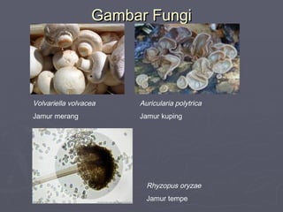 Gambar Fungi

Volvariella volvacea

Auricularia polytrica

Jamur merang

Jamur kuping

Rhyzopus oryzae
Jamur tempe

 