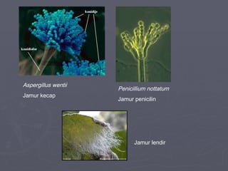 Aspergillus wentii
Jamur kecap

Penicillium nottatum
Jamur penicilin

Jamur lendir

 