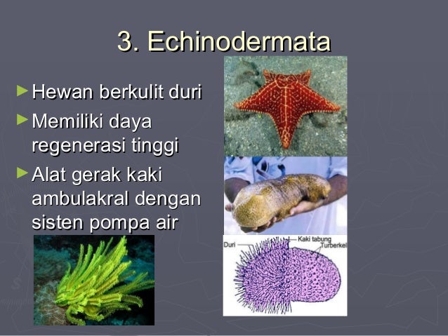  Contoh Hewan Invertebrata Echinodermata  Contoh  Suap