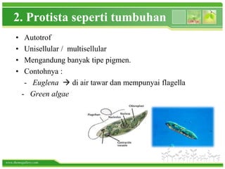 www.themegallery.com
2. Protista seperti tumbuhan
• Autotrof
• Unisellular / multisellular
• Mengandung banyak tipe pigmen.
• Contohnya :
- Euglena  di air tawar dan mempunyai flagella
- Green algae
 