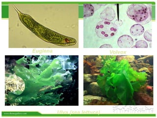 www.themegallery.com
Euglena Volvox
Ulva (sea lettuce)
 