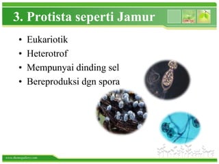 www.themegallery.com
3. Protista seperti Jamur
• Eukariotik
• Heterotrof
• Mempunyai dinding sel
• Bereproduksi dgn spora
 