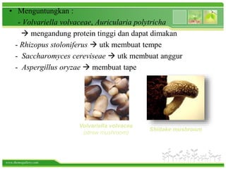 www.themegallery.com
• Menguntungkan :
- Volvariella volvaceae, Auricularia polytricha
 mengandung protein tinggi dan dapat dimakan
- Rhizopus stoloniferus  utk membuat tempe
- Saccharomyces cereviseae  utk membuat anggur
- Aspergillus oryzae  membuat tape
Volvariella volvacea
(straw mushroom)
Shiitake mushroom
 