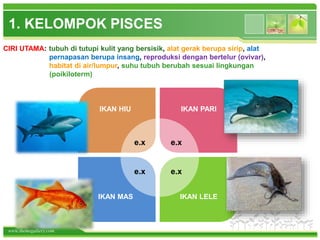 www.themegallery.com
IKAN HIU
CIRI UTAMA: tubuh di tutupi kulit yang bersisik, alat gerak berupa sirip, alat
pernapasan berupa insang, reproduksi dengan bertelur (ovivar),
habitat di air/lumpur, suhu tubuh berubah sesuai lingkungan
(poikiloterm)
IKAN PARI
IKAN MAS IKAN LELE
e.x e.x
e.x e.x
1. KELOMPOK PISCES
 