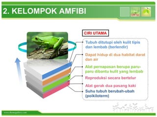 www.themegallery.com
2. KELOMPOK AMFIBI
Tubuh ditutupi oleh kulit tipis
dan lembab (berlendir)
Dapat hidup di dua habitat darat
dan air
Reproduksi secara bertelur
Alat pernapasan berupa paru-
paru dibantu kulit yang lembab
Alat gerak dua pasang kaki
CIRI UTAMA
Suhu tubuh berubah-ubah
(poikiloterm)
 