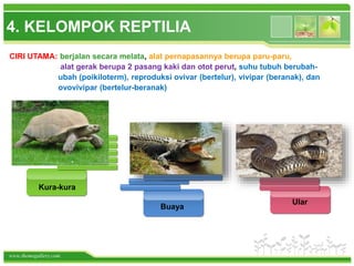 www.themegallery.com
4. KELOMPOK REPTILIA
CIRI UTAMA: berjalan secara melata, alat pernapasannya berupa paru-paru,
alat gerak berupa 2 pasang kaki dan otot perut, suhu tubuh berubah-
ubah (poikiloterm), reproduksi ovivar (bertelur), vivipar (beranak), dan
ovovivipar (bertelur-beranak)
Kura-kura
Buaya
Ular
 