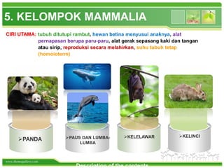 www.themegallery.com
Description of the contents
PANDA PAUS DAN LUMBA-
LUMBA
KELELAWAR KELINCI
5. KELOMPOK MAMMALIA
CIRI UTAMA: tubuh ditutupi rambut, hewan betina menyusui anaknya, alat
pernapasan berupa paru-paru, alat gerak sepasang kaki dan tangan
atau sirip, reproduksi secara melahirkan, suhu tubuh tetap
(homoioterm)
 