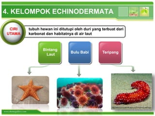 www.themegallery.com
4. KELOMPOK ECHINODERMATA
Bintang
Laut
Bulu Babi Teripang
CIRI
UTAMA
tubuh hewan ini ditutupi oleh duri yang terbuat dari
karbonat dan habitatnya di air laut
 