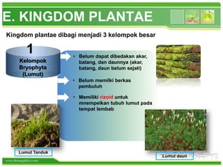 www.themegallery.com
E. KINGDOM PLANTAE
Kingdom plantae dibagi menjadi 3 kelompok besar
• Belum dapat dibedakan akar,
batang, dan daunnya (akar,
batang, daun belum sejati)
Kelompok
Bryophyta
(Lumut)
1
• Memiliki rizoid untuk
mnempelkan tubuh lumut pada
tempat lembab
• Belum memilki berkas
pembuluh
Lumut Tanduk
Lumut daun
 